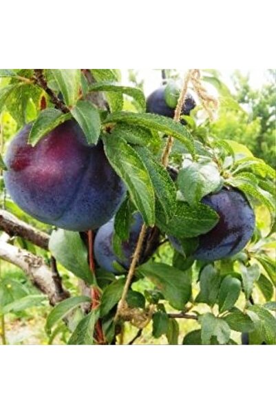 Genel Markalar Saksıda Yarı Bodur Black Splendor Erik Fidanı