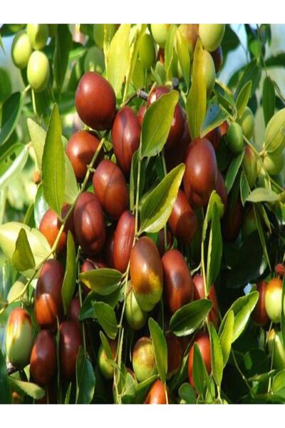 ahalfidan Tüplü Dikensiz Hünnap Fidanı