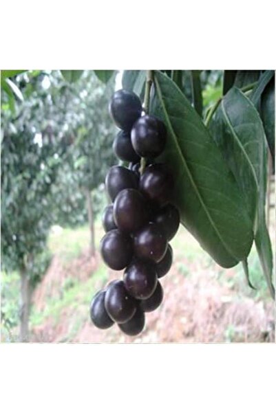 ahalfidan Karayemiş Laz Kiraz (PRUNUS LAUROCERASUS) Fidanı