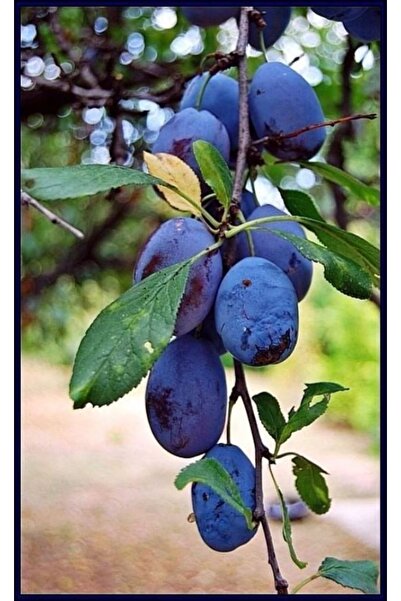 ahalfidan Tüplü Siyah Japon Eriği Black Star Erik Fidanı