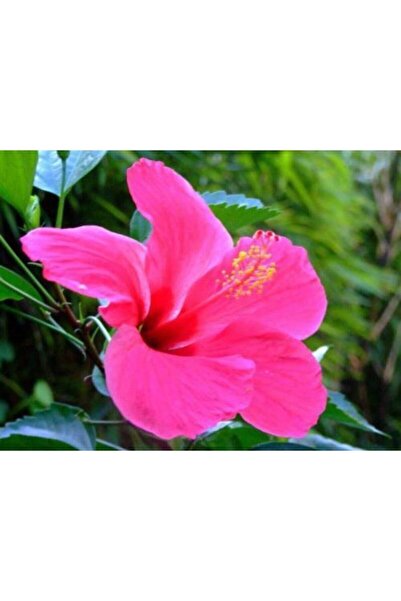 Bitkim Sende Japon Gülü Pembe Çiçeği Fidanı