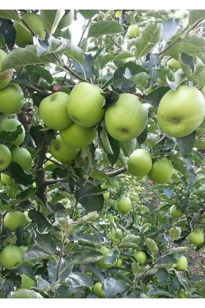 ahalfidan Tüplü Yeşil Granny Smith Elma Fidanı