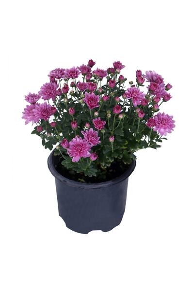 Bitkim Sende Kasımpatı Set Saksı’da (chrysanthemum) 4 Adet Pembe Sarı Turuncu Beyaz