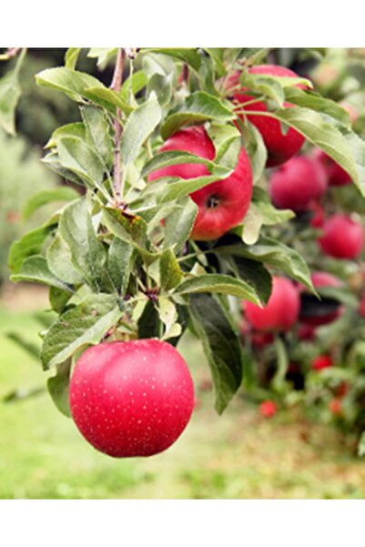 ahalfidan Tüplü Yüksek Verimli Galaxy Gala Elma Fidanı