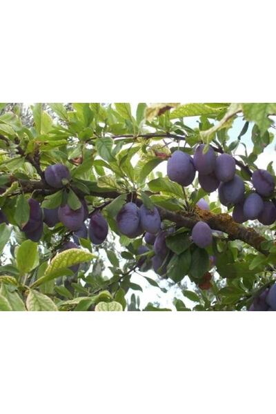 ahalfidan Saksıda Yarı Bodur Reçellik Kurutmalık Sofralık Mürdüm Erik Fidanı