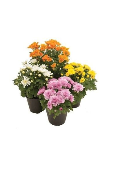 Bitkim Sende Kasımpatı Set Saksı’da (chrysanthemum) 4 Adet Pembe Sarı Turuncu Beyaz