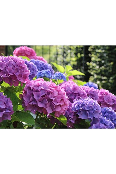 bahçevilya Ortanca Çiçeği Fidanı Tüplü Karışık Renkli Cinsi [hydrangea Macrob...