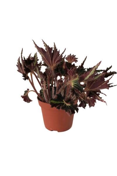 Betonish Begonia 'Break Dance' (Begonya Çiçeği)