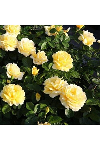 Mimoza Bitki Market Saksılı Yediveren Sarı Sarmaşık Ponpon Gül Fidanı 15-25 Cm