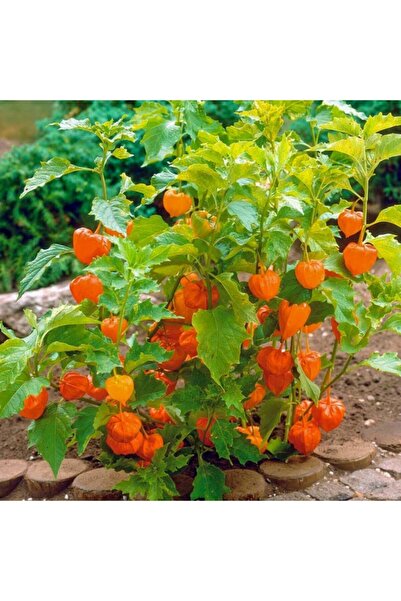 mutbirlik Şifalı Altın Çilek Yer Kirazı Meyvesi Fidesi-5 Adet