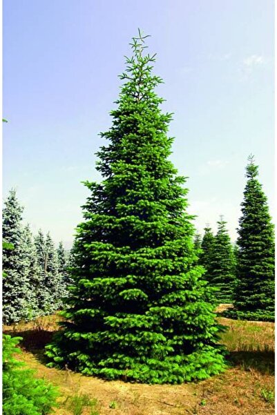 Doğalsan Tarım Göknar (KÖKNAR) Tohumu 500 gr Ağaç Tohumları Süs Bitkisi Tohumu Tohum Çeşitleri