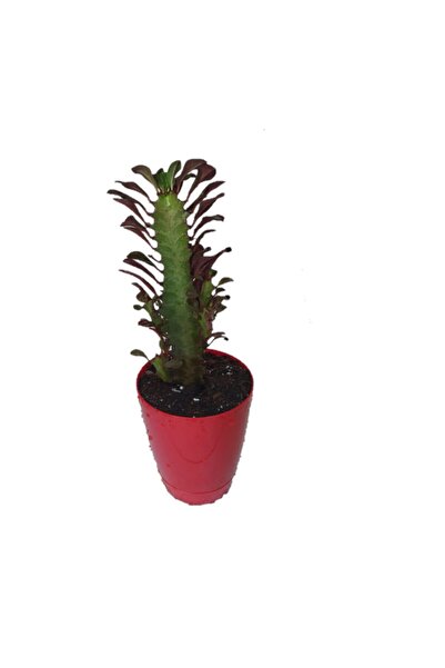 Deneme Zamanı Euphorbia Trigona Rubra Kaktüs Kırmızı Süt Ağacı 10/20 Cm Arası Dekor Saksılı