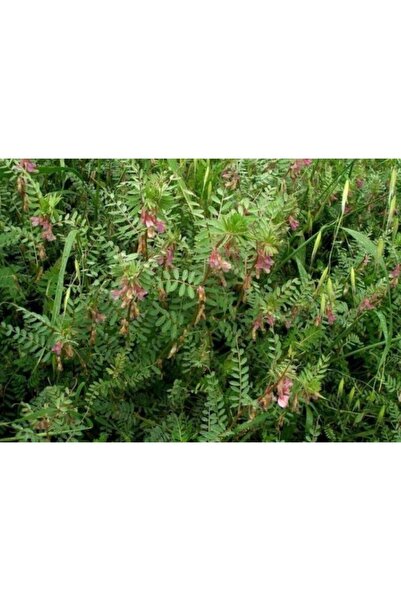 Doğalsan Tarım Macar Fiğ Tohumu 5 Kg Yem Bitkisi Tohumu Yem Bitkileri Tohumu Tohum Çeşitleri Fiğ Tohumu Çeşitleri