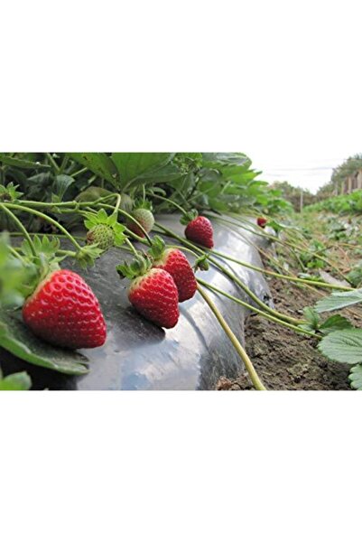 Asenya Malç Naylonu 100 Mikron Çilek Naylonu Çilek Malç Naylonu Malç Örtüsü Malçlama 50 Metre Eni 130 cm