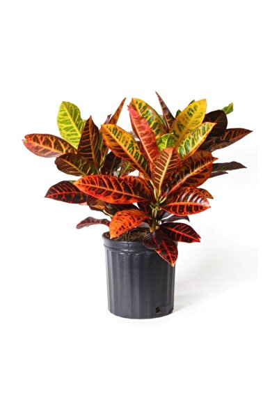 Bitkim Sende Kraton Bitkisi 60 Cm Boy Croton Kroton Ev Bitkisi Ofis Bitkisi S...