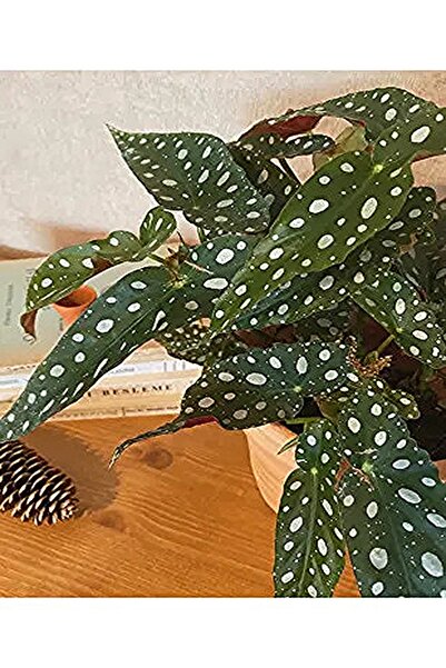 Bitkim Sende Begonia Maculata - Çilli Begonya Saksılı