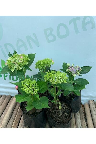 Bitkim Sende Ortanca Fidesi 5 Adet
