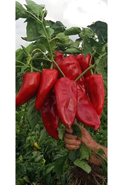 Vita Tohum Biber Tohumu Kapya Salçalık Közlemelik Bullgar-vt 5000 Adet