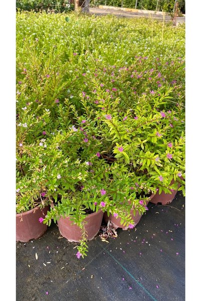 Bitkim Sende Kufeya Cennet Çiçeği Beyaz - Mor Set Cuphea Hyssopifolia 20-30cm Mix Ürün