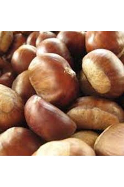 Genel Markalar Tüplü Fidan Bursa Osmanoğlu Kestane Fidanı