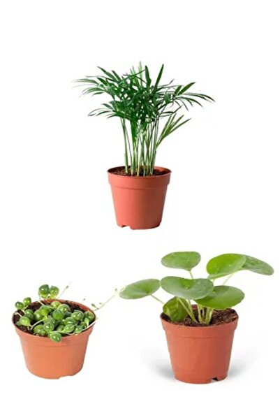 Bitkim Sende 3'lü Ev Ofis Iç Mekan Canlı Bitki Seti Pilea & Areka Palmiyesi & Tesbih Çiçeği
