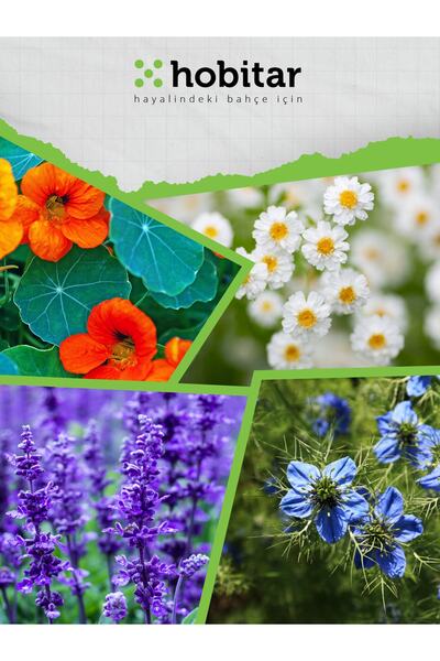 Genta Hobitar Yenilebilir Gurme Çiçekler Çiçek Tohumu Paketi - Latin Çiçeği Papatya Çörekotu Adaçayı