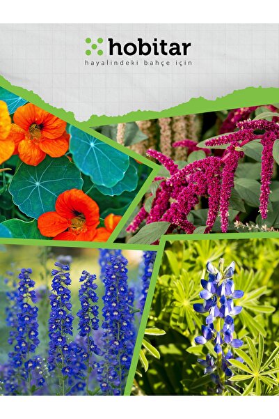 Genta Hobitar Selvi Boylular Çiçek Tohumu Paketi - 4 Çeşit Çiçek Tohumu