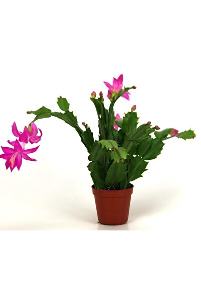 Bitkim Sende Yılbaşı Çiçeği,yılbaşı Kaktüsü,fuşya Koyu Pembe 7 Cm Saksıda