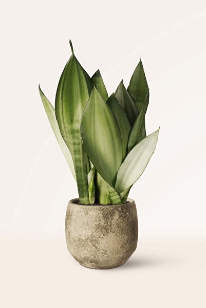 Hilal Garden Ithal Sansevieria Moonshine Ithal Ay Işığı Paşa Kılıcı Kılıç Çiçeği