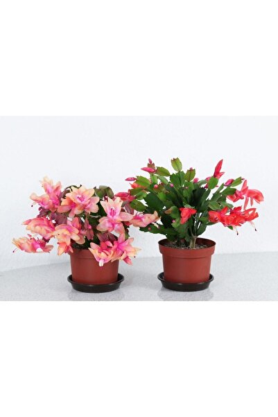 Bitkim Sende Schlumbergera - Yılbaşı Çiçeği 2 Adet