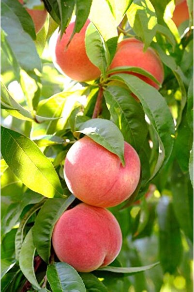 ahalfidan Yarı Bodur Kokulu Bursa Yarma Şeftali Fidanı