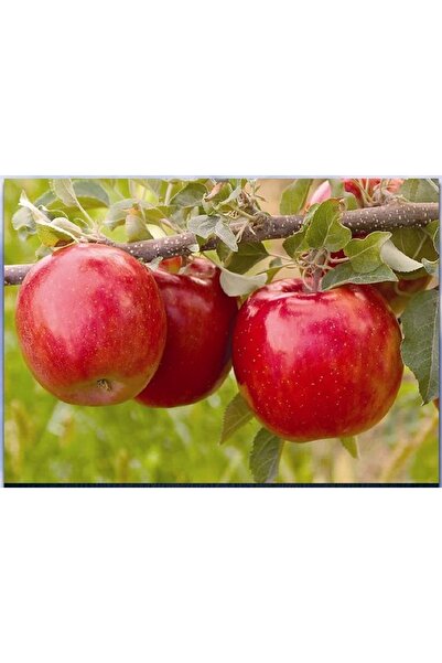 ahalfidan Tüplü Yarı Bodur Kendine Verimli Fuji Kiku Elma Fidanı