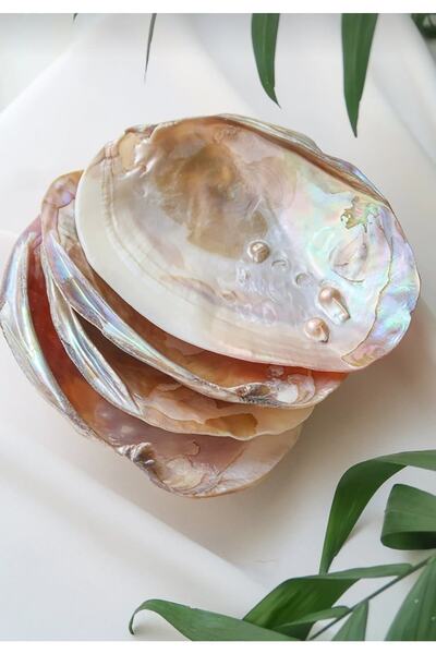 Mıçı Μπολ Oyster με Πέρλες