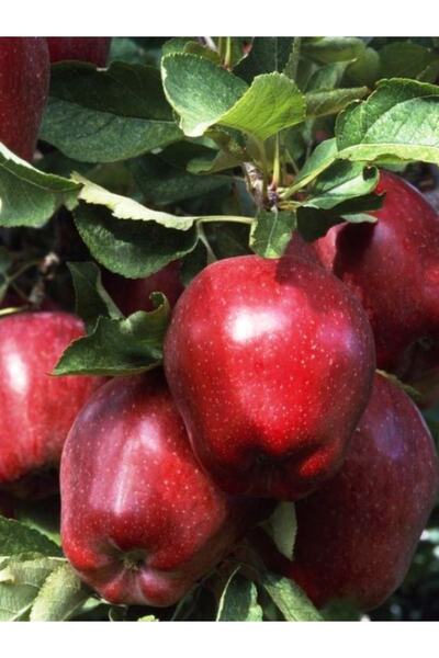 ahalfidan Saksıda Yarı Bodur Scarlet Spur Elma Fidanı