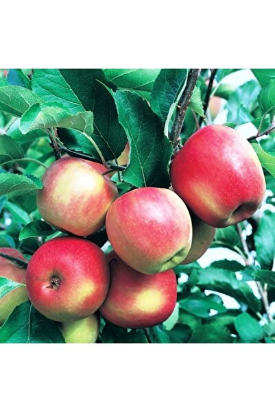 ahalfidan Çok Verimli Pink Lady Elma Fidanı