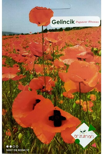 Arzuman Tohum Gelincik Çiçeği Tohuu