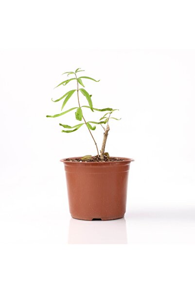 artemisiatıbbibitki Lippia ( Limonotu) Fidesi Saksıda - 8 Cm'lik Saksı