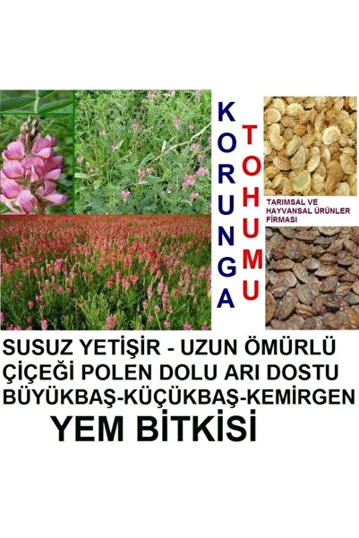 Kaliteli 2000 Adet Korunga Kümes Hayvan Yemi Tohumu