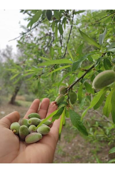 Akdeniz Toprağı Çağla Badem 100 gr