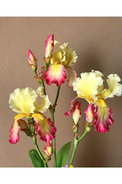 CANBOTANİK 1 Adet İris Süsen Çiçek Soğanı Uçuk Sarı Pembe