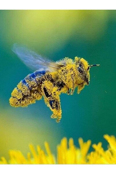 TohumGübre 10.000 Adet Arı Otu Korunga Tohumu