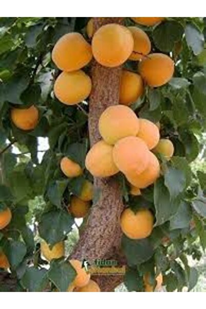 Genel Markalar Tüplü Fidan Ninfa Kayısı Fidanı