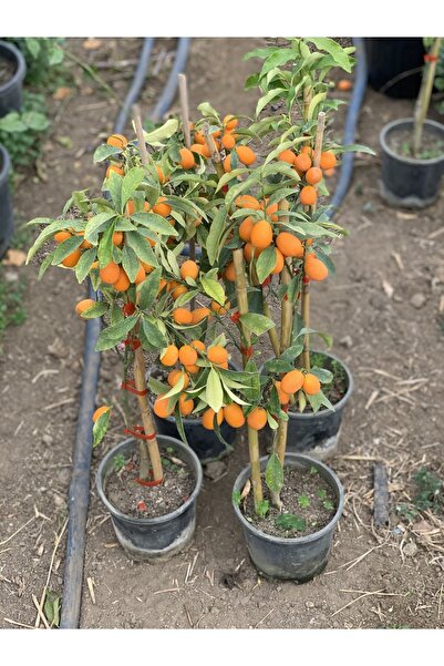 körfezgardens Kamkat Fidanı(1.SINIF) Kamkat Ağacı Fidanı 3 Yaş Saksılı