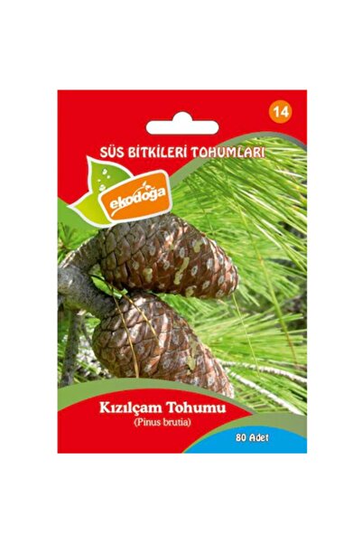 Ekodoğa Kızılçam Tohumu 1 Paket (100 ADET TOHUM) Kızıl Çam Tohumu Çam Tohumla...