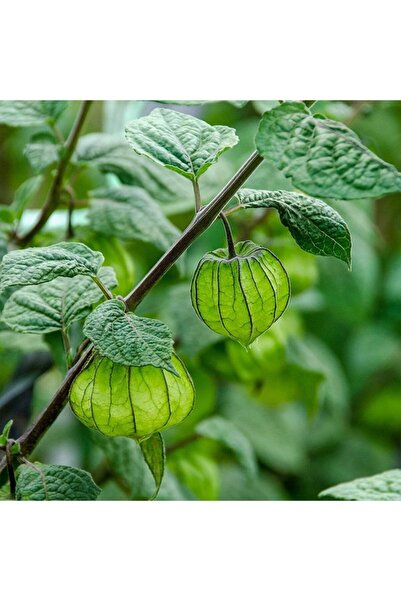 mutbirlik Şifalı Altın Çilek Yer Kirazı Meyvesi Fidesi-5 Adet