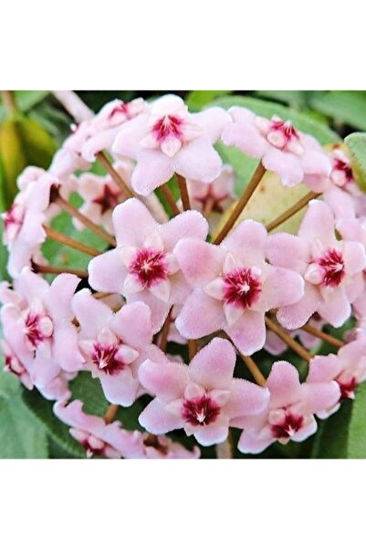 ŞİFAGIDA Mum Çiçeği Hoya Cornasa