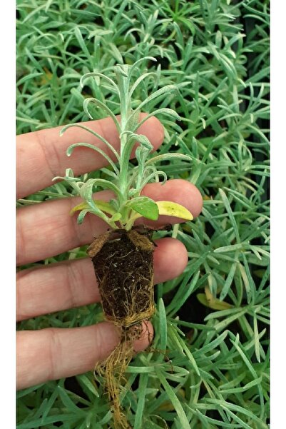 artemisiatıbbibitki Altınotu Fidesi Saksıda - 14 Cm'lik Saksı