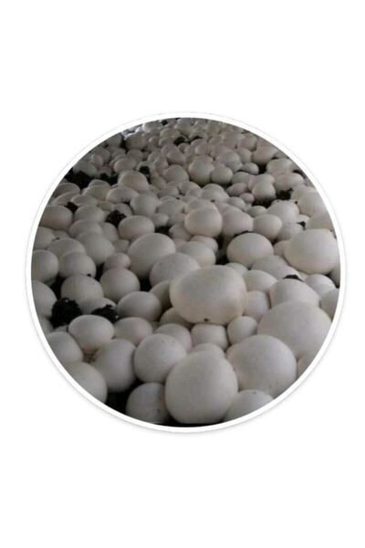 TohumGübre 12 Litre Mantar Ekim Kompostu Torfu