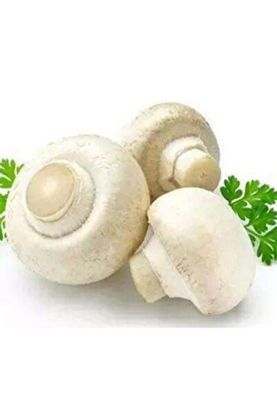 TohumGübre 3000 Adet Beyaz Şapkalı Kültür Mantarı Tohumu + Kılavuz + Hediye Ü...