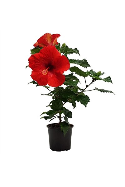 DH STORE Hibiscus Çiçeği (japon Gülü) Kırmızı